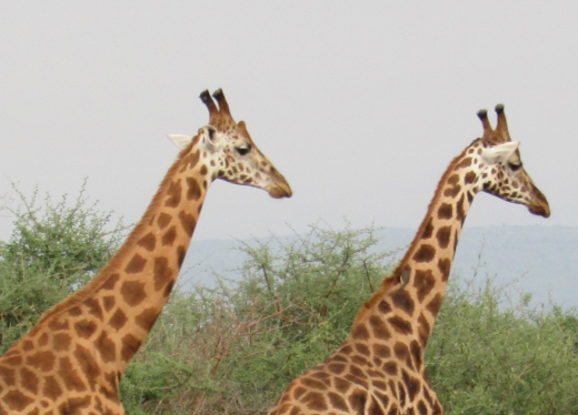 Two giraffes stand gracefully in a grassy field.